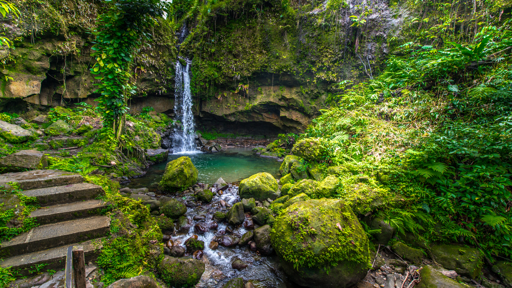 Steaming volcanic hot spring pool surrounded by ferns